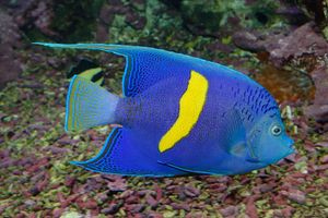 Αγγελόψαρο του Ινδικού ωκεανού βρέθηκε να κολυμπάει στην Κρήτη! – Πως έφτασε εδώ;