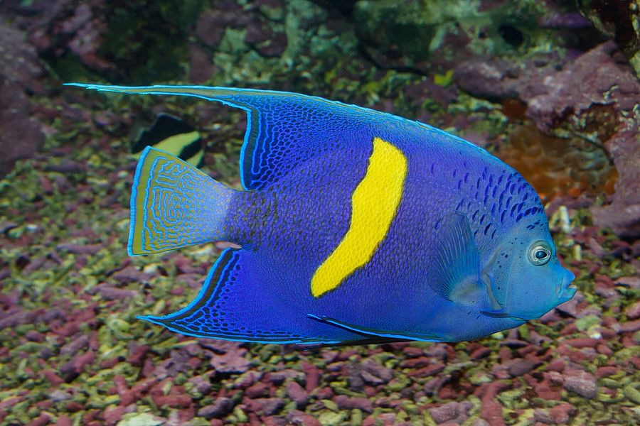 Αγγελόψαρο του Ινδικού ωκεανού βρέθηκε να κολυμπάει στην Κρήτη! – Πως έφτασε εδώ;