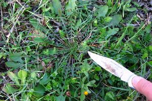 Συλλογή άγριων βρώσιμων στην εύφορη κοιλάδα της Αμπαδιάς