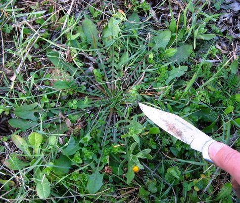 Συλλογή άγριων βρώσιμων στην εύφορη κοιλάδα της Αμπαδιάς