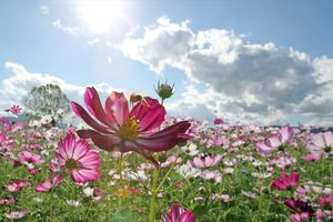 Τα φυτά ξέρουν να μετρούν για να προσαρμόζονται στο περιβάλλον τους