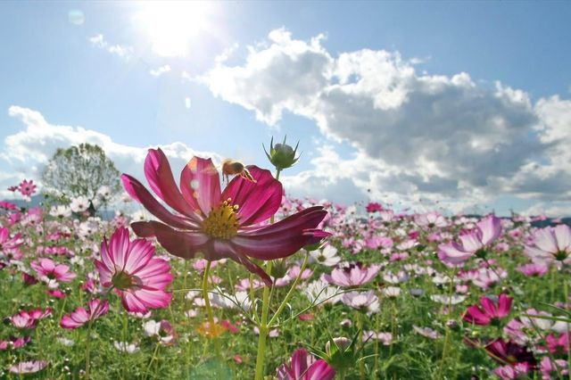 Τα φυτά ξέρουν να μετρούν για να προσαρμόζονται στο περιβάλλον τους