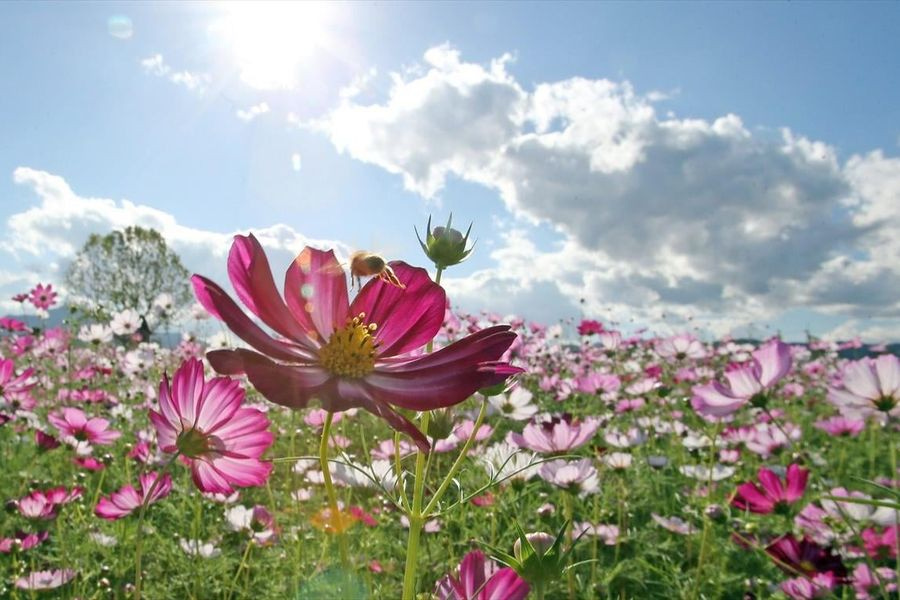 Τα φυτά ξέρουν να μετρούν για να προσαρμόζονται στο περιβάλλον τους