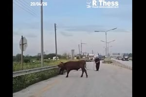 Αγελάδα εμφανίστηκε ξαφνικά στο οδόστρωμα της Εθνικής Οδού Θεσσαλονίκης – Αθηνών