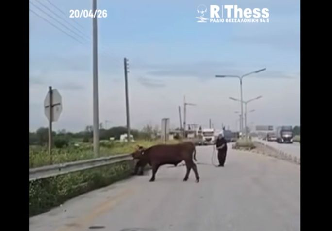 Αγελάδα εμφανίστηκε ξαφνικά στο οδόστρωμα της Εθνικής Οδού Θεσσαλονίκης – Αθηνών