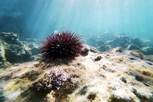 Πέντε συλλήψεις για παράνομη αλιεία αχινών στο λιμάνι της Αλεξανδρούπολης