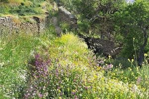 Από τα ελληνικά βουνά στα αντικαρκινικά φάρμακα – Τι δείχνει μελέτη του ΑΠΘ για τον ίταμο