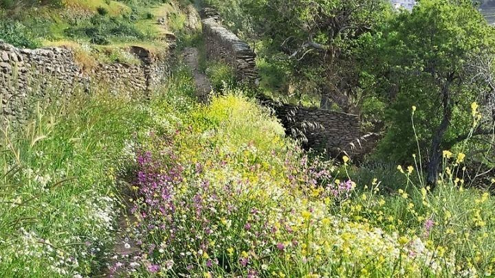 Από τα ελληνικά βουνά στα αντικαρκινικά φάρμακα – Τι δείχνει μελέτη του ΑΠΘ για τον ίταμο