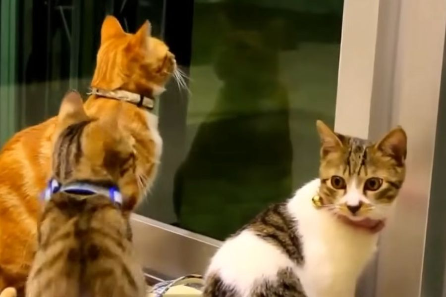 Ιστορική απόφαση της ΕΕ: Νέοι κανόνες για την προστασία και την ευζωία σκύλων και γατών