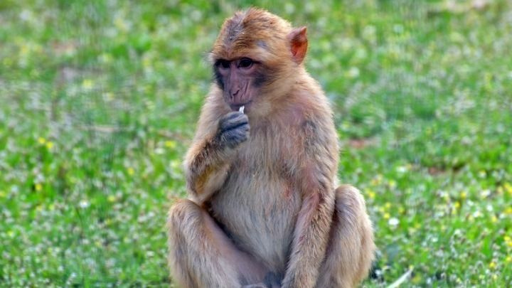 Επιστημονική έρευνα: Μαϊμούδες αυτοθεραπεύουν τις στομαχικές διαταραχές, τρώγοντας χώμα