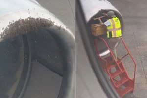 Βόρεια Καρολίνα: Αφαίρεσαν κυψέλη μελισσών από κινητήρα αεροσκάφους πριν από την απογείωση