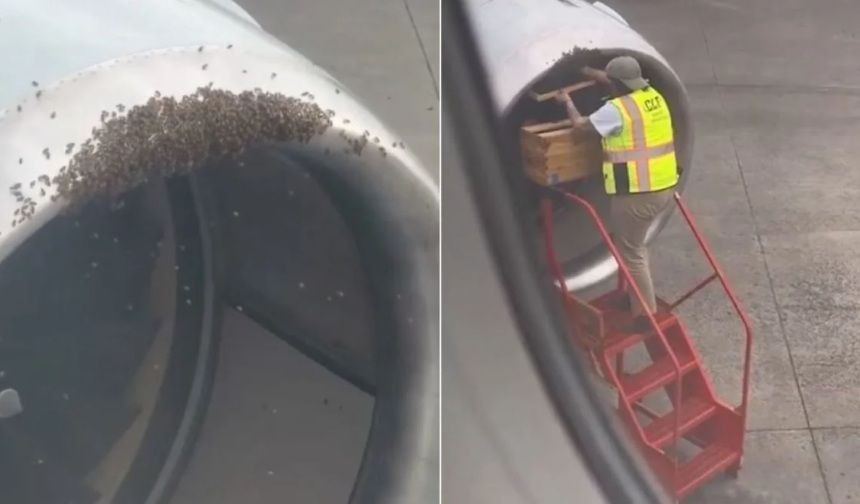 Βόρεια Καρολίνα: Αφαίρεσαν κυψέλη μελισσών από κινητήρα αεροσκάφους πριν από την απογείωση