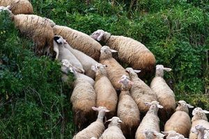 ΥΠΑΑΤ: Δυο νέα κρούσματα αφθώδους πυρετού σε εκτροφές σε Λέσβο – 20 συνολικά κρούσματα σε 25 θετικές εκτροφές