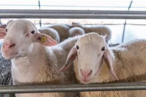 ΥΠΑΑΤ: Διεύρυνση της κάλυψης λειτουργικών δαπανών κατά της ευλογιάς και του αφθώδους πυρετού σε όλες τις Περιφέρειες της χώρας