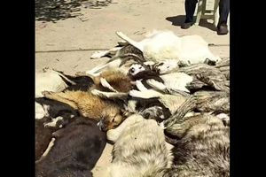 Κτηνωδία στη Χαλκιδική: Μαζική θανάτωση σκύλων με δηλητηριασμένα δολώματα στον Βάβδο
