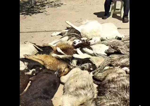Κτηνωδία στη Χαλκιδική: Μαζική θανάτωση σκύλων με δηλητηριασμένα δολώματα στον Βάβδο