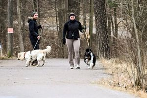 Βραζιλία: Υιοθετήθηκε νομοσχέδιο για την κοινή κηδεμονία των ζώων συντροφιάς μετά το διαζύγιο