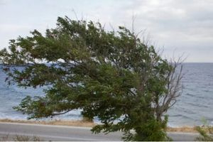 Προσοχή: Ενημέρωση Δήμου Φαιστού για θυελλώδεις ανέμους και οδηγίες προστασίας πολιτών