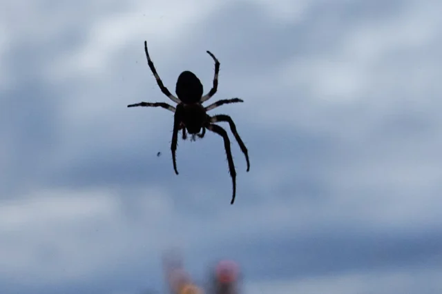 Νέο είδος αράχνης καταγράφηκε σε βίντεο για πρώτη φορά -Ενθουσιασμός στους ερευνητές