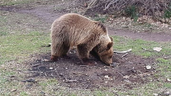 Εμφανίστηκε αρκούδα σε περιοχές του Δήμου Ωραιοκάστρου