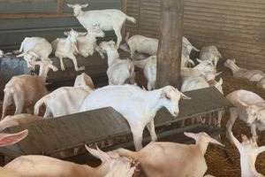Μυτιλήνη: Να σταματήσουν οι σφαγές ολόκληρων των κοπαδιών και να ξεκινήσει άμεσα πρόγραμμα εμβολιασμού, ζητούν οι κτηνοτρόφοι
