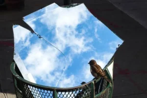 Ινδία: Νεογέννητο, σπάνιο πουλί, που απειλείται με εξαφάνιση, απέκτησε 50 «σωματοφύλακες»- Δείτε φωτογραφίες