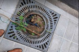 Ξερίζωσαν τα δεντράκια που μόλις είχαν φυτέψει στο κέντρο των Χανίων