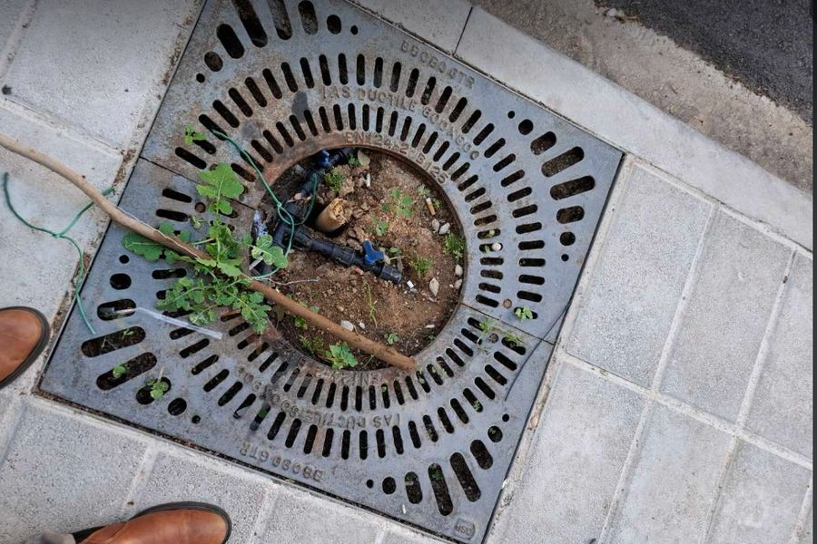 Ξερίζωσαν τα δεντράκια που μόλις είχαν φυτέψει στο κέντρο των Χανίων