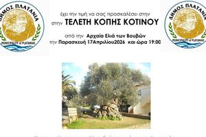 Δήμος Πλατανιά: Τελετή Κοπής Κότινου από τη Μνημειακή Ελιά των Βουβών για τον 10ο Μαραθώνιο Κρήτης