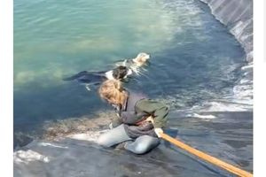 Θρίλερ στην Κατερίνη: Η συγκλονιστική διάσωση 6 εγκλωβισμένων σκύλων από ταμιευτήρα