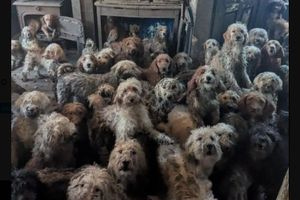 Βρετανία: 250 σκυλιά βρέθηκαν στριμωγμένα μέσα σε ένα σπίτι