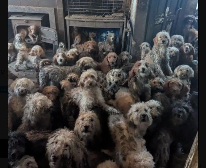 Βρετανία: 250 σκυλιά βρέθηκαν στριμωγμένα μέσα σε ένα σπίτι