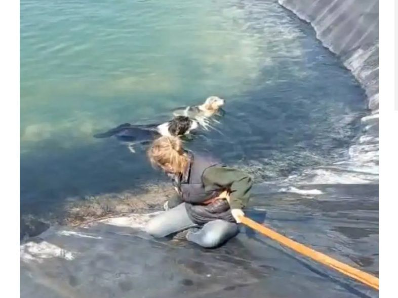 Θρίλερ στην Κατερίνη: Η συγκλονιστική διάσωση 6 εγκλωβισμένων σκύλων από ταμιευτήρα