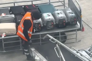 (ΒΙΝΤΕΟ)Μια υπέροχη στιγμή στο αεροδρόμιο: Εργαζόμενος στο «Ελ. Βενιζέλος» υποδέχεται γατάκια με τον πιο γλυκό τρόπο