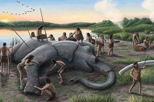 Οι πρόγονοι μας κυνηγούσαν, τεμάχιζαν και έτρωγαν γιγάντιους ελέφαντες πριν από δύο εκατ. έτη