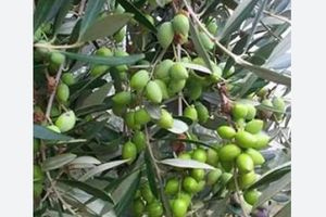 Ημερίδα για την ελαιοκομία στα Χανιά