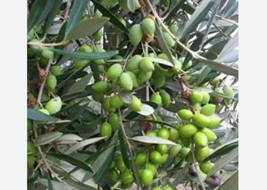 Ημερίδα για την ελαιοκομία στα Χανιά