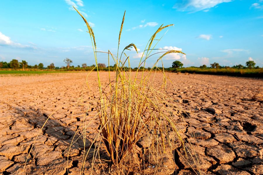 Έρχεται το σούπερ Ελ Νίνιο – Τι είναι, γιατί απειλεί να εκτινάξει τις τιμές τροφίμων