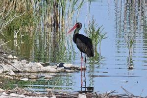 Σπάνιος μαυροπελαργός εμφανίστηκε στα νερά της Κάρλας