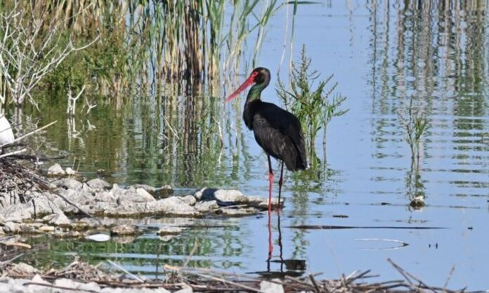 Σπάνιος μαυροπελαργός εμφανίστηκε στα νερά της Κάρλας