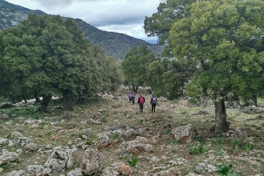 Πεζοπορία από το ιστορικό δάσος του Κρούστα ως τις παρυφές του όρους Κορακιά