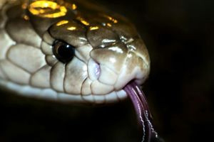 Εκτός κινδύνου ο 13χρονος από τη Σύρο που υπέστη δάγκωμα από φίδι