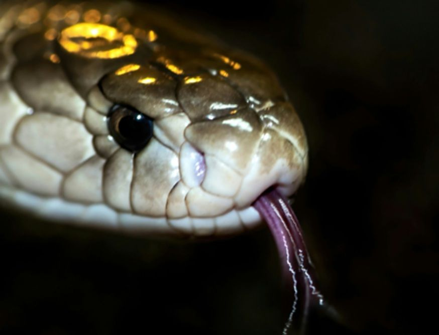 Εκτός κινδύνου ο 13χρονος από τη Σύρο που υπέστη δάγκωμα από φίδι