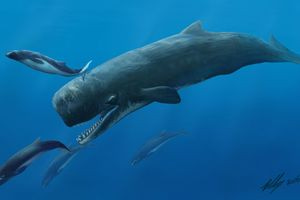 Οι φυσητήρες διαθέτουν αλφάβητο και ομιλία παρόμοια με αυτή των ανθρώπων