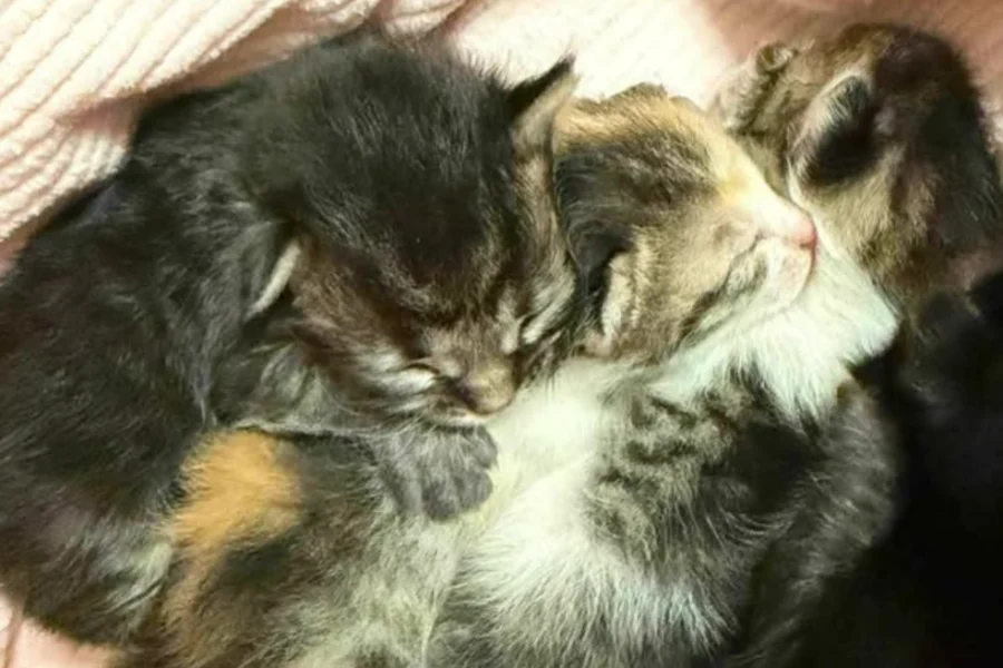 Άνδρας εγκατέλειψε 4 νεογέννητα γατάκια σε σακούλα τη Μ. Τετάρτη και συνελήφθη για κακοποίηση ζώων