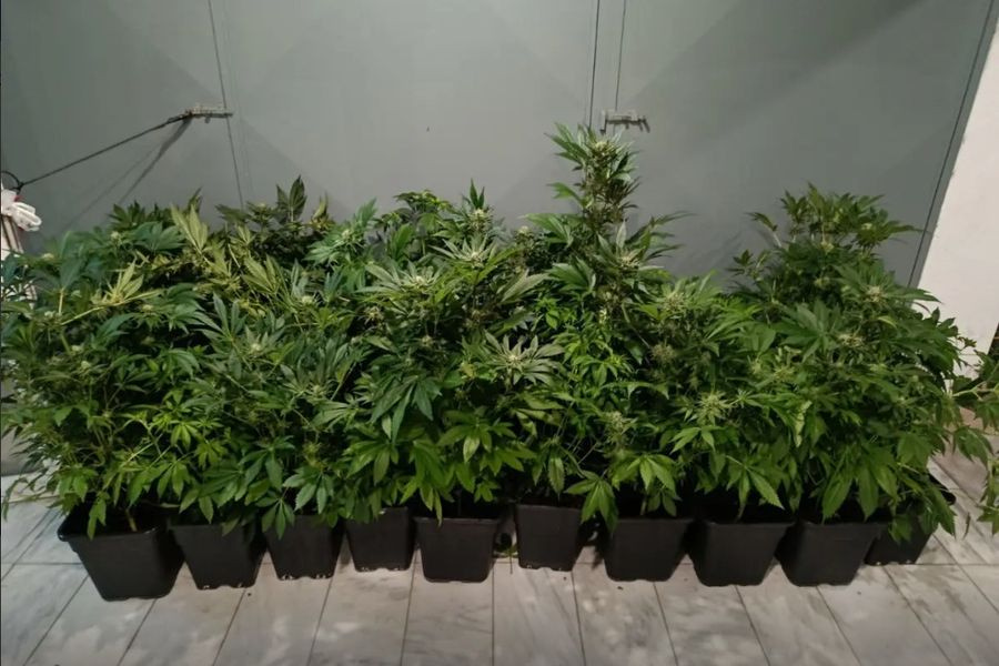 Συνελήφθη 47χρονος έπειτα από τον εντοπισμό εργαστηρίου υδροπονικής καλλιέργειας κάνναβης σε διαμέρισμα