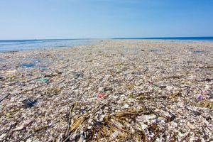 Ειρηνικός Ωκεανός: Ένα μεγάλο «νησί» πλαστικών έχει μετατραπεί σε φυσικό βιότοπο για 46 είδη ασπόνδυλων ζώων