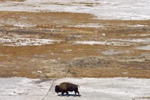 Great Salt Lake: Η «Μεγάλη Αλμυρή Λίμνη» των ΗΠΑ είναι «άρρωστη»