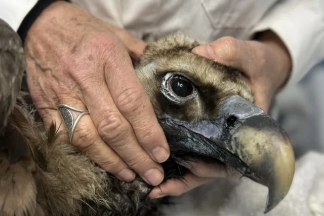 Ο αρσενικός μαυρόγυπας «Ιωάννα» επέστρεψε στη Δαδιά: Το χρονικό της διάσωσης που συγκίνησε