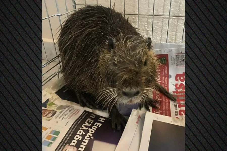 Μυοκάστορας του γλυκού νερού εντοπίστηκε στην παραλία της Επανομής, δείτε βίντεο